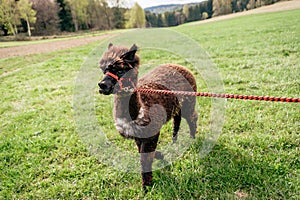 Running alpaca with rein photo