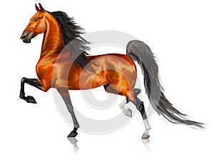 Running American Saddlebred horse