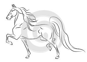 Running American Saddlebred horse sketch