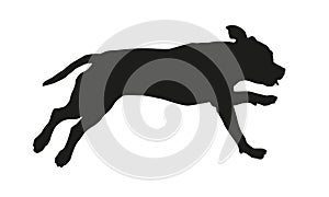 Running american staffordshire terrier puppy. Black dog silhouette. Isolated on a white background