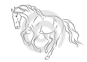 Running andalusian horse sketch