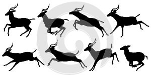 Running antelope