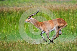 Running antelope Waterbuck Kobus ellipsiprymnus