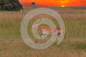 Running antelope Waterbuck Kobus ellipsiprymnus