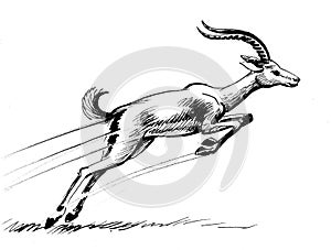 Running antilope photo