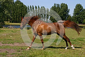 Running arabian horse