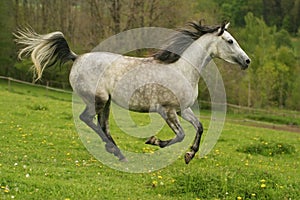 Running Arabian horse, Shagya arab