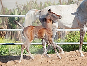 Running arabian little foal with mom