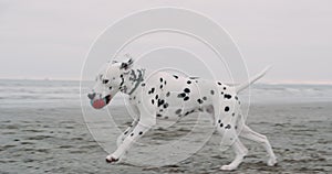 Running around the beach beautiful dalmatian dog with a small ball on his mouth, after a rain beside of a seashore.