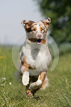 Running Aussie puppy