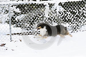 Running Australian Shepard