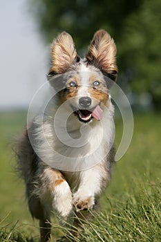 Running Australian shepherd dog