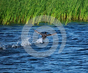 Running away bird duck on surface of water