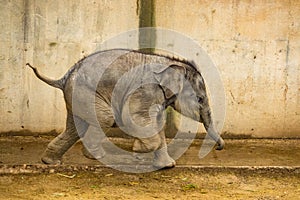 Running Baby Elephant