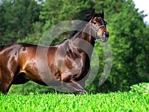 Running bay horse in green meadow