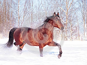 Running bay horse at snow field