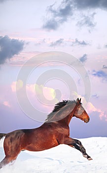 Running bay horse in sunset at winter
