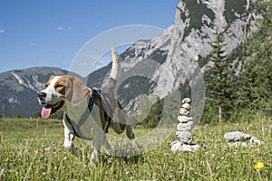 Running beagle