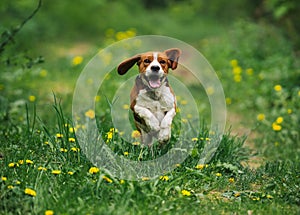 Running beagle dog on spring grass outdoor. Cute doggy playing on nature.