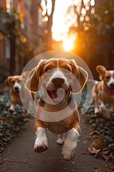 Running beagle dogs run on the green grass in summer