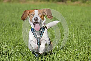 Running beagle