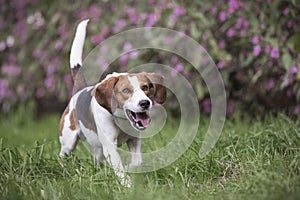 Running beagle