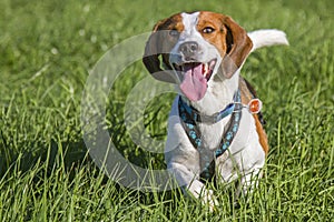 Running beagle