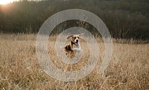 Running beagle puppy in autumn grass outdoor. Cute dog on playing on nature