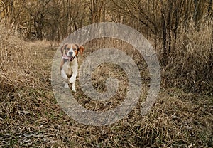 Running beagle puppy in autumn grass outdoor. Cute dog on playing on nature