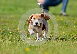 Running beagle puppy at the walk