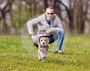 Running beagle puppy on the walk