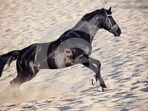 Running beautiful black stallion in the desert