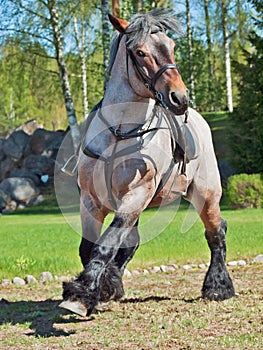 Running Belgian draught horse.