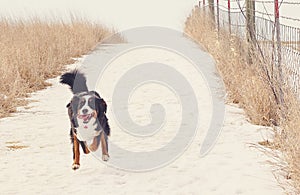 Running Bernese Mountain Dog