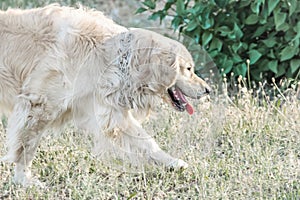 Running big dog Golden retriever outdooor at sunner day. Family dog.