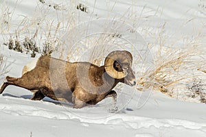 Running Bighorn Sheep