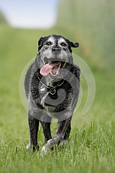 Running black dog