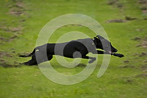 Running black dog