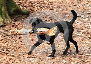 Running black dog with huge stick