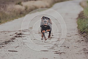 Running black dog, outdoor