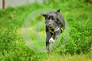 Running black dog in summer