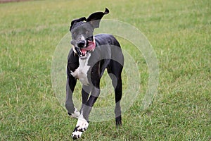 Running black great dane in the garden