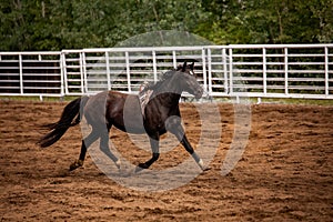 A running black horse with bronco rigging