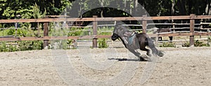 Running black pony