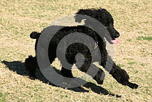 Running black puppy dog