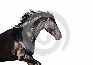 Running black trakehner stallion at white background
