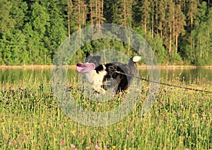 Running black and white dog - Border Collie