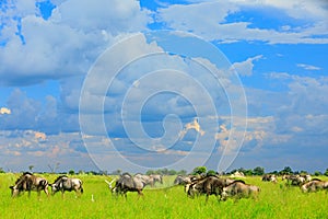 Running Blue wildebeest, Connochaetes taurinus, on the meadow, big animal in the nature habitat in Botswana, Africa. African lands