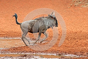 Running blue wildebeest - South Africa