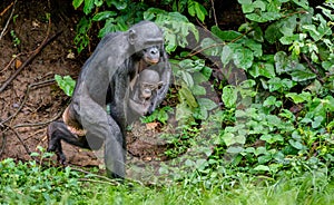 Running Bonobo mother with cub on the hands